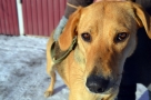 В соцсети появится паблик с фотографиями пойманных в Омске собак