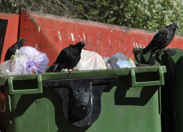 Гендиректор омского регионального оператора по ТКО «Магнит» обвиняется в хищении 157 миллионов рублей