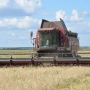 Аграрии Омского района собрали уже 75% урожая зерновых и зернобобовых