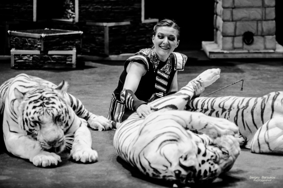 Цирк бенгальские тигры. Алиса Нестерова дрессировщица тигров. Алиса Нестерова белые тигры. Алиса Нестерова цирк.