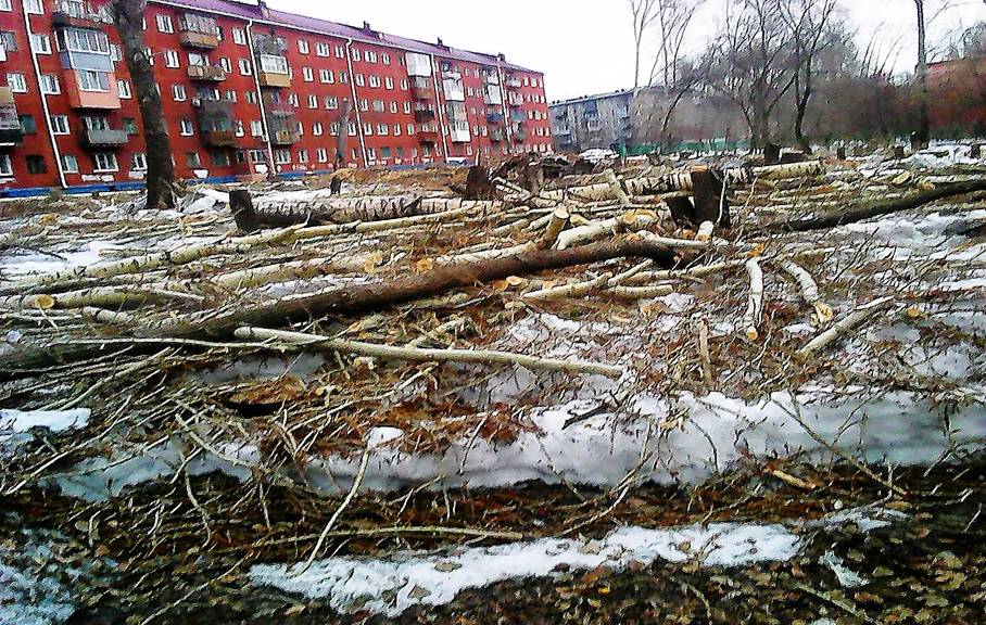 Очистка территории от старых тополей