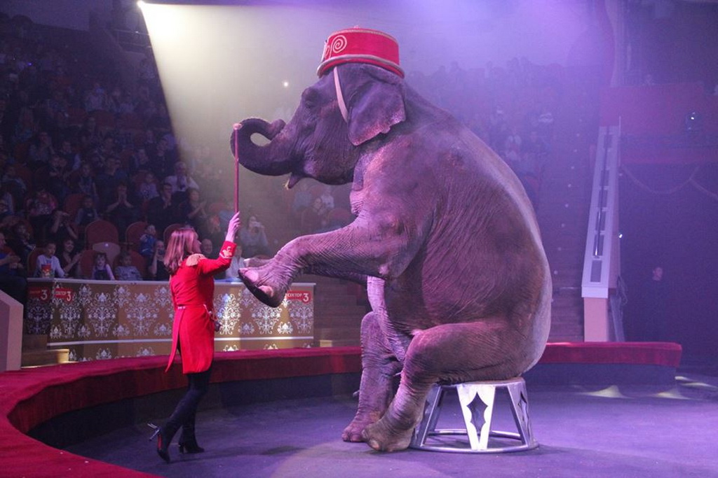 Девочка и слон цирк кисловодск. Животные в цирке. Слоны в цирке. Дрессировщик слонов. Звери в цирке.
