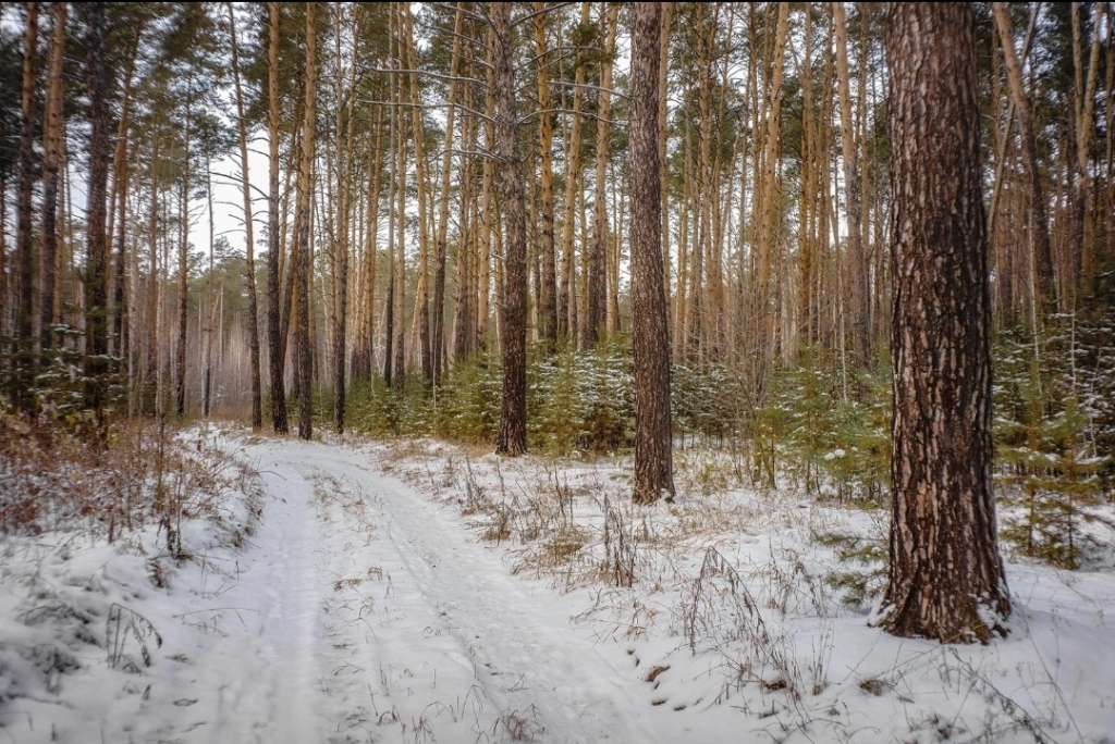 Фото Владимира Сидоркина